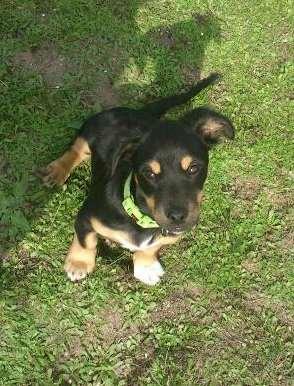 mi cachorro cruce de Amstaff con 3 meses